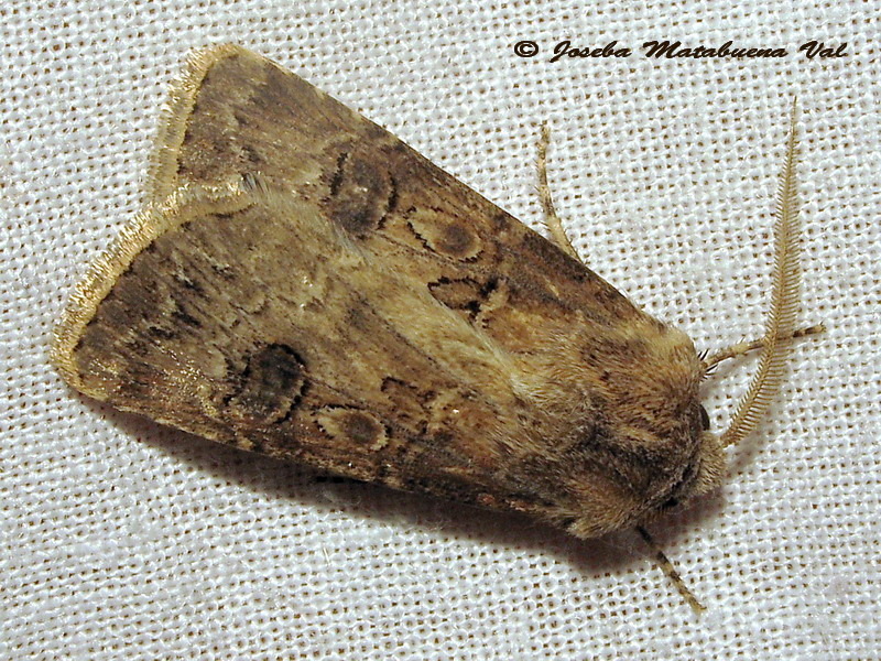 Noctuidae a determinar 3 - Argrotis bigramma